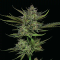 Sour Apple Auto - HUMBOLDT SEED COMPANY