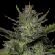 Sour Apple Auto - HUMBOLDT SEED COMPANY | TanieSianie.pl