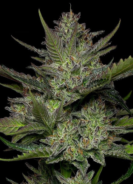 Sour Apple Auto - HUMBOLDT SEED COMPANY | TanieSianie.pl