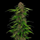 Squirt - HUMBOLDT SEED COMPANY | TanieSianie.pl