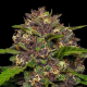 Squirt - HUMBOLDT SEED COMPANY | TanieSianie.pl