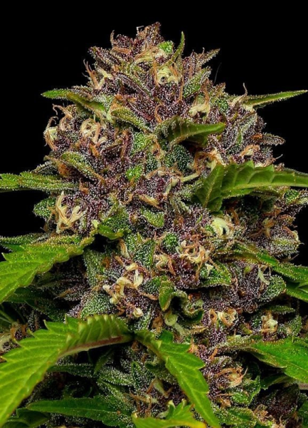 Squirt - HUMBOLDT SEED COMPANY | TanieSianie.pl