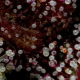 Squirt - HUMBOLDT SEED COMPANY | TanieSianie.pl