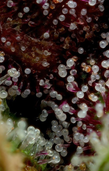 Squirt - HUMBOLDT SEED COMPANY | TanieSianie.pl