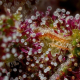 Squirt - HUMBOLDT SEED COMPANY | TanieSianie.pl