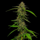 Strawberry Cheesecake - HUMBOLDT SEED COMPANY | TanieSianie.pl