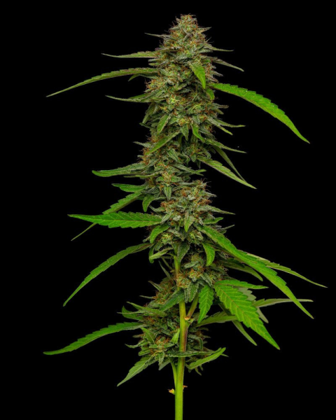 Strawberry Cheesecake - HUMBOLDT SEED COMPANY | TanieSianie.pl