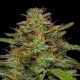 Strawberry Cheesecake - HUMBOLDT SEED COMPANY | TanieSianie.pl