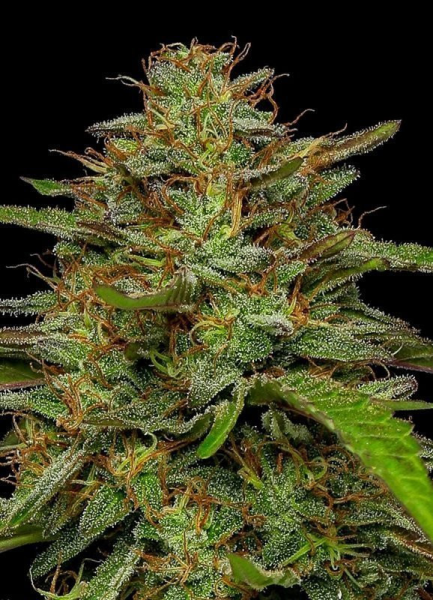Strawberry Cheesecake - HUMBOLDT SEED COMPANY | TanieSianie.pl