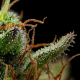 Strawberry Cheesecake - HUMBOLDT SEED COMPANY | TanieSianie.pl