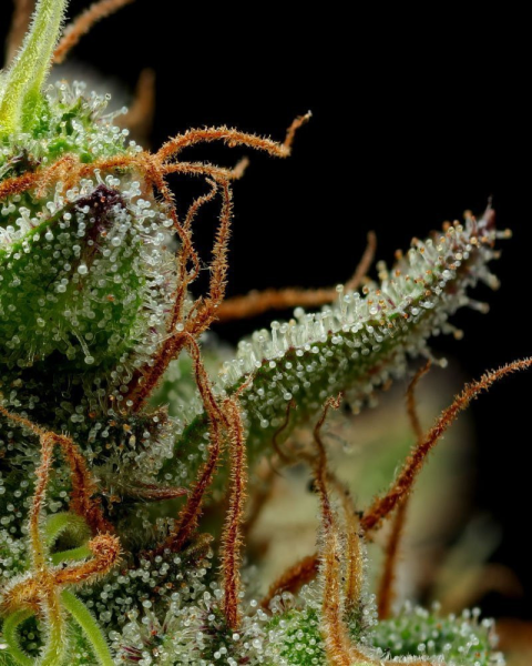 Strawberry Cheesecake - HUMBOLDT SEED COMPANY | TanieSianie.pl