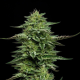 The Bling - HUMBOLDT SEED COMPANY | TanieSianie.pl