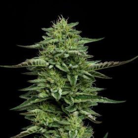 The Bling - HUMBOLDT SEED COMPANY | TanieSianie.pl