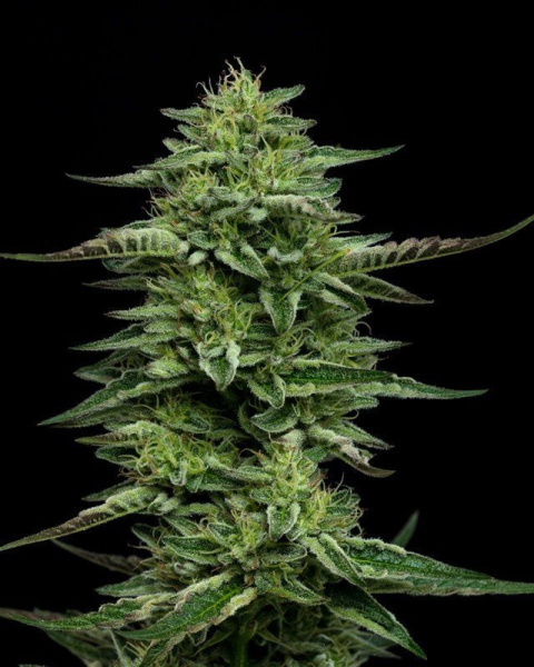The Bling - HUMBOLDT SEED COMPANY | TanieSianie.pl