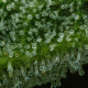 The Bling - HUMBOLDT SEED COMPANY | TanieSianie.pl