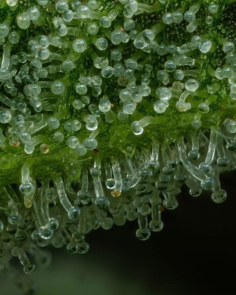 The Bling - HUMBOLDT SEED COMPANY | TanieSianie.pl
