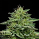 The Bling - HUMBOLDT SEED COMPANY | TanieSianie.pl