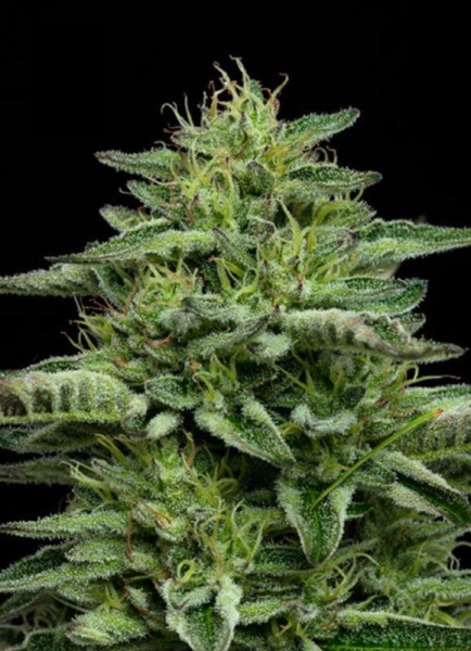 The Bling - HUMBOLDT SEED COMPANY | TanieSianie.pl