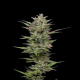 Trainwreck Auto - HUMBOLDT SEED COMPANY | TanieSianie.pl