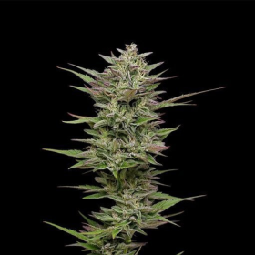 Trainwreck Auto - HUMBOLDT SEED COMPANY | TanieSianie.pl