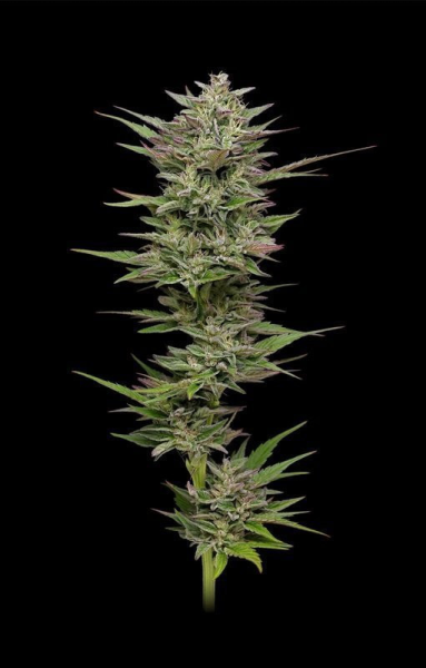 Trainwreck Auto - HUMBOLDT SEED COMPANY | TanieSianie.pl