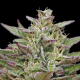 Trainwreck Auto - HUMBOLDT SEED COMPANY | TanieSianie.pl