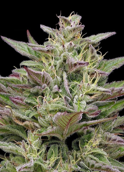 Trainwreck Auto - HUMBOLDT SEED COMPANY | TanieSianie.pl