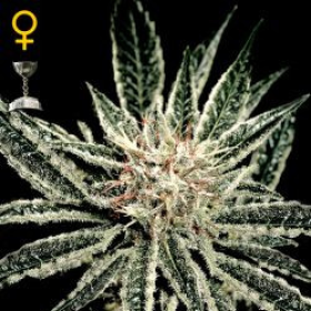El Nino - GREEN HOUSE SEEDS | TanieSianie.pl