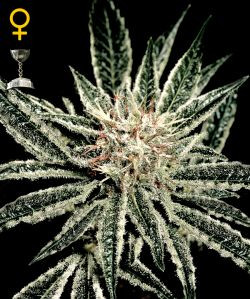 El Nino - GREEN HOUSE SEEDS | TanieSianie.pl