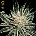 El Nino - GREEN HOUSE SEEDS