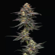 Vanilla Frosting - HUMBOLDT SEED COMPANY | TanieSianie.pl