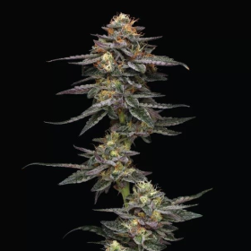 Vanilla Frosting - HUMBOLDT SEED COMPANY | TanieSianie.pl
