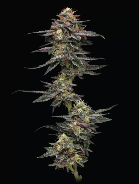 Vanilla Frosting - HUMBOLDT SEED COMPANY | TanieSianie.pl