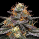 Vanilla Frosting - HUMBOLDT SEED COMPANY | TanieSianie.pl