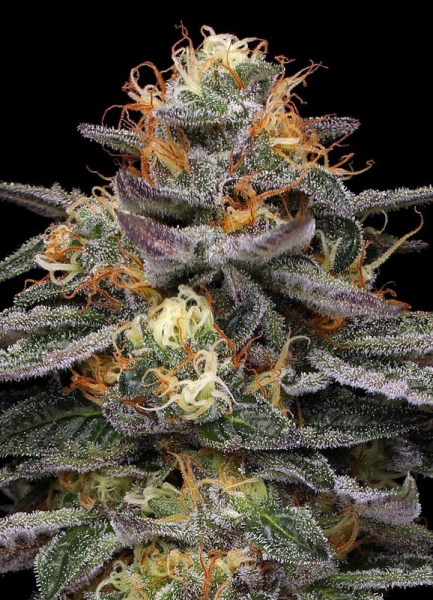 Vanilla Frosting - HUMBOLDT SEED COMPANY | TanieSianie.pl