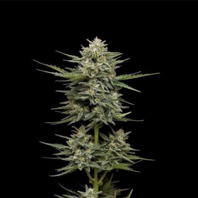Vanilla Latte Auto - HUMBOLDT SEED COMPANY | TanieSianie.pl