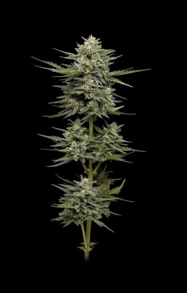 Vanilla Latte Auto - HUMBOLDT SEED COMPANY | TanieSianie.pl