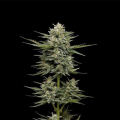 Vanilla Latte Auto - HUMBOLDT SEED COMPANY