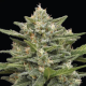 Vanilla Latte Auto - HUMBOLDT SEED COMPANY | TanieSianie.pl