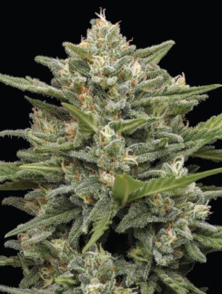 Vanilla Latte Auto - HUMBOLDT SEED COMPANY | TanieSianie.pl