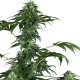 420 Punch - SENSI SEEDS | TanieSianie.pl