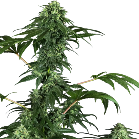 420 Punch - SENSI SEEDS | TanieSianie.pl