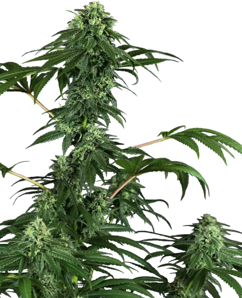 420 Punch - SENSI SEEDS | TanieSianie.pl