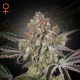 Great White Shark - GREEN HOUSE SEEDS | TanieSianie.pl