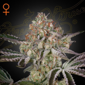 Great White Shark - GREEN HOUSE SEEDS | TanieSianie.pl