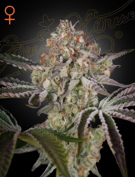 Great White Shark - GREEN HOUSE SEEDS | TanieSianie.pl