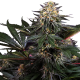Lockdown Kush - SENSI SEEDS | TanieSianie.pl