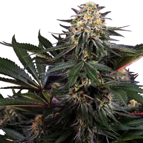 Lockdown Kush - SENSI SEEDS | TanieSianie.pl