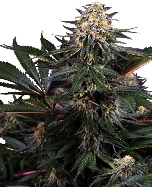 Lockdown Kush - SENSI SEEDS | TanieSianie.pl