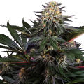 Lockdown Kush - SENSI SEEDS